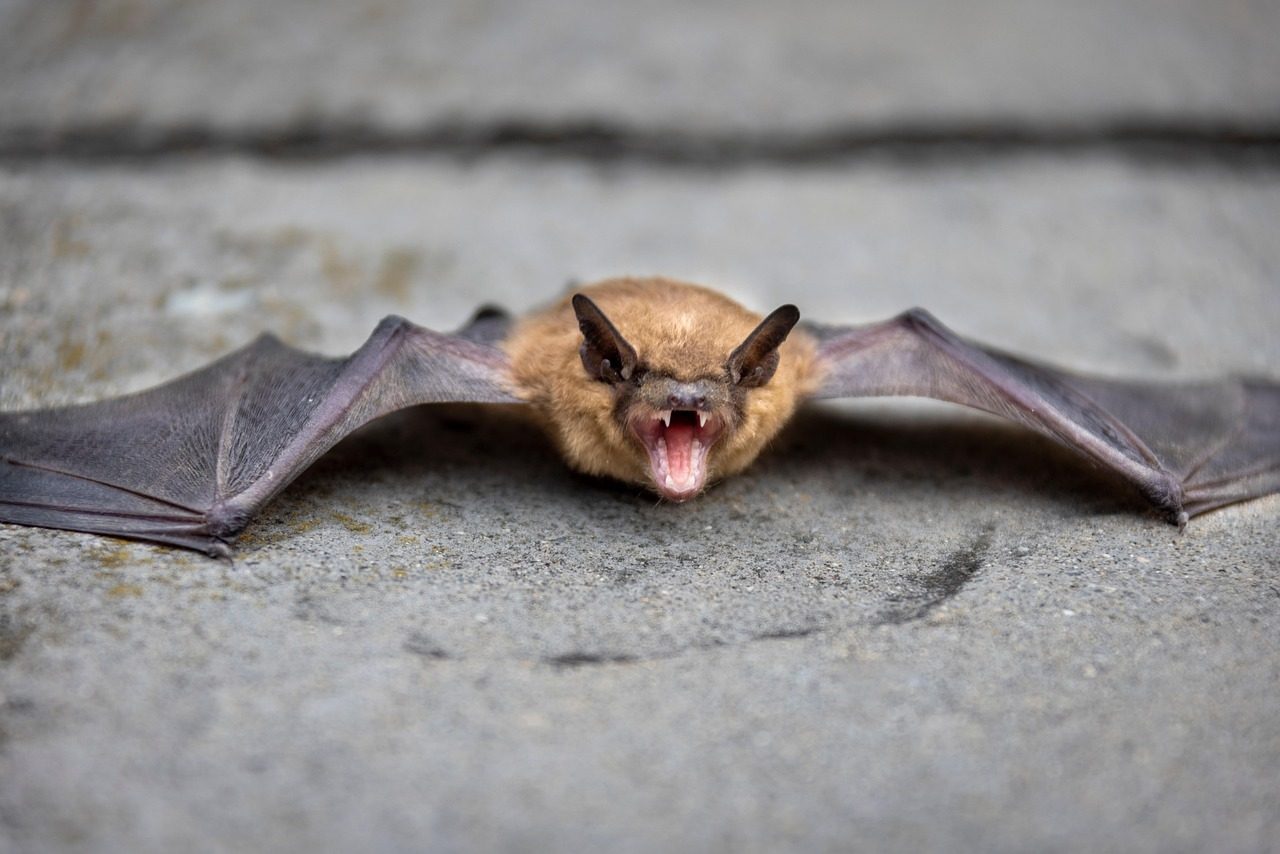 Bats flying against a purple night sky