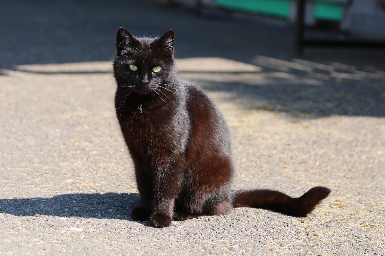 Black cat silhouetted against halloween night