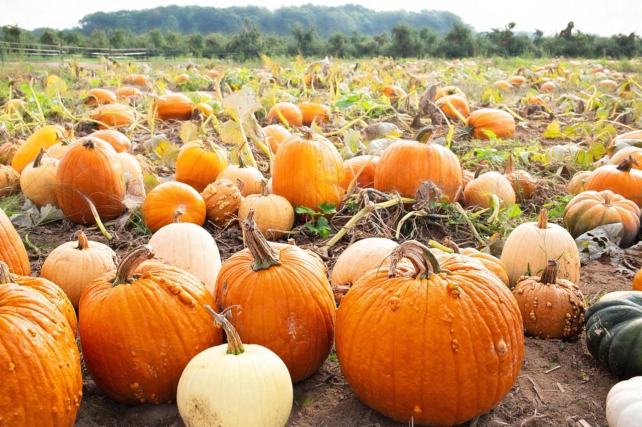 Rows of pumpkins in a sunny autumn patch
