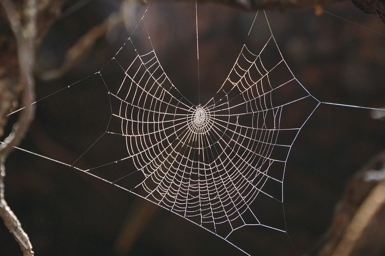 A fake spider web decoration with a plastic spider